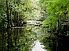 Swamp in the Everglades National Park