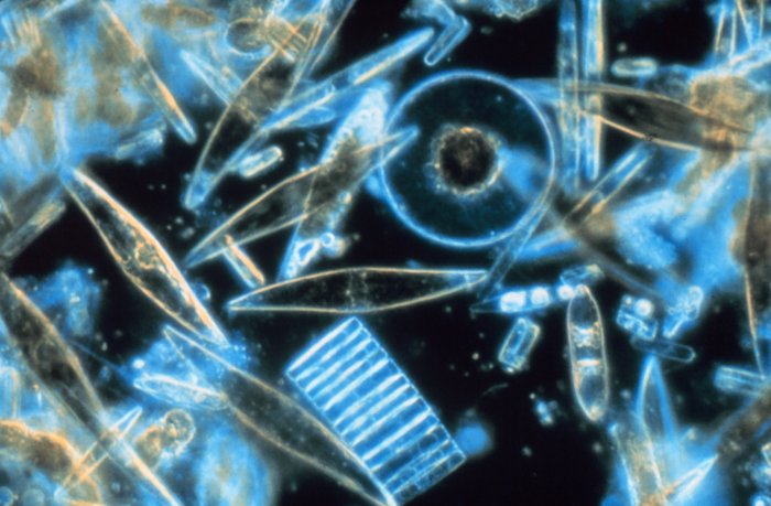 Phytoplankton in Antarctica