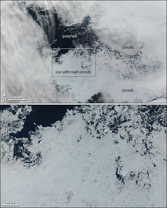 Polynya