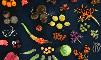 Forest fruits